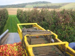 producteur de cidre